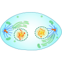 Muestra Imagen           TELOFASE
