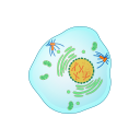 Muestra Imagen           PROFASE