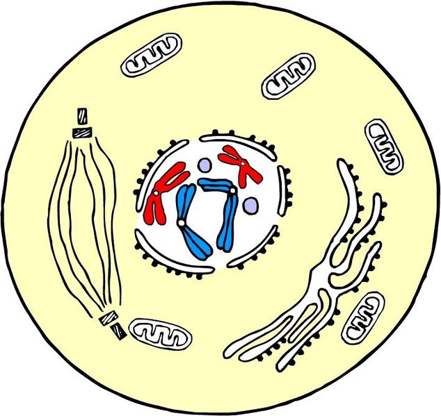 Profase: imagen al microscopio meiosis diagram and phase 